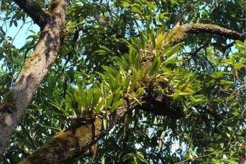 谁才是真正的皇家贡茶,皇家贡茶有多厉害