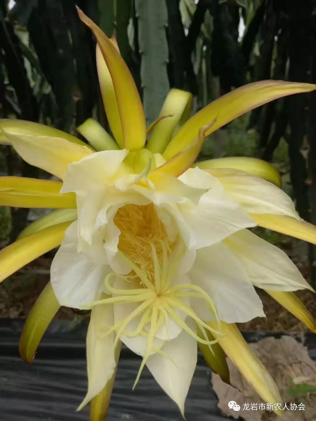 带你走进农村新民居,今日头条龙岩新农人