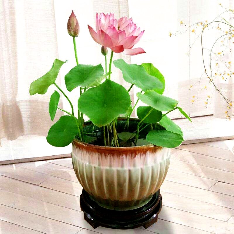 碗莲怎么养才能开花多呢,碗莲怎么养视频教程全集