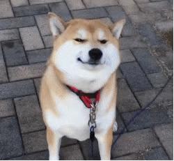 《初恋未晚》+《荒诞联姻》+《玫瑰之下》