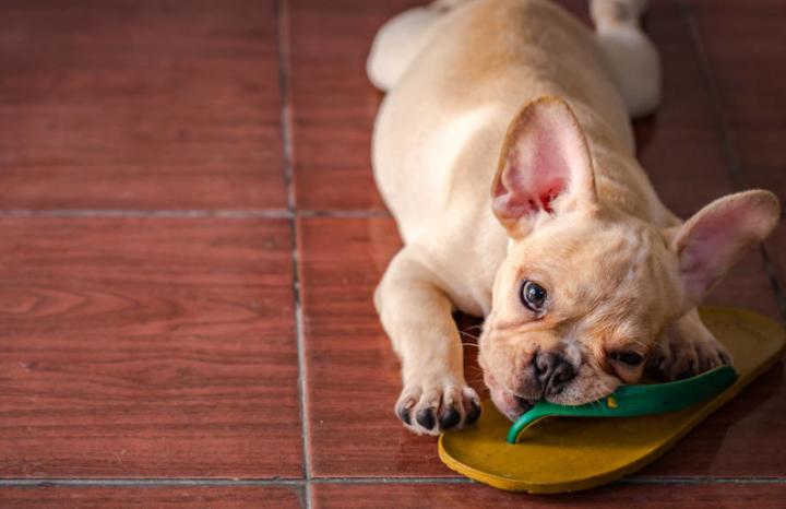 狗狗伤口的脓要不要挤,狗狗伤口有苍蝇虫子