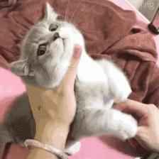 猫咪不在猫砂盆上大便怎么办,猫咪不在猫砂盆里大便怎么纠正