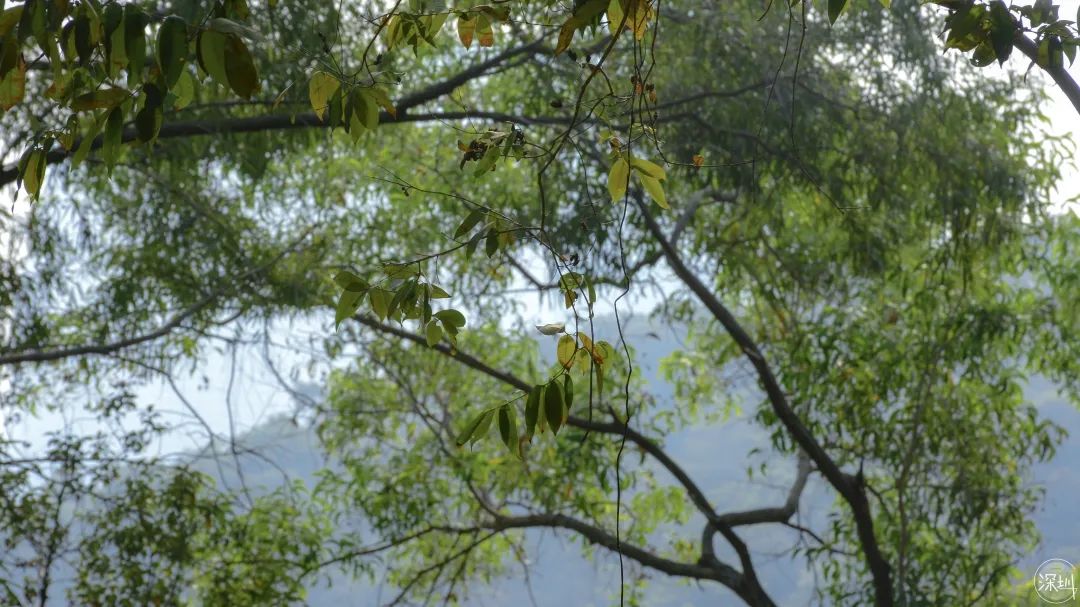 莲花山绿了没,莲花山红色景点有哪些