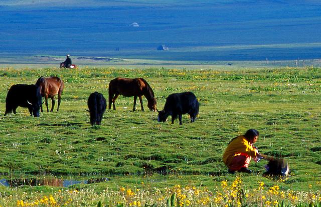 四川省理塘县旅游形象大使丁真,丁真四川甘孜理塘县旅游形象提升
