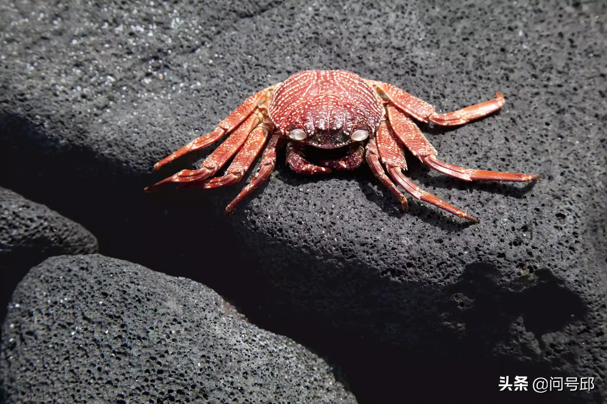 100只很奇怪的螃蟹,很多奇怪螃蟹