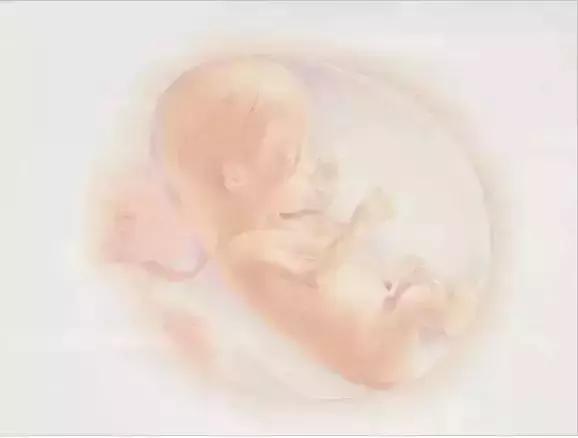 图文详解：胎儿各月的生长重点，干货可收藏