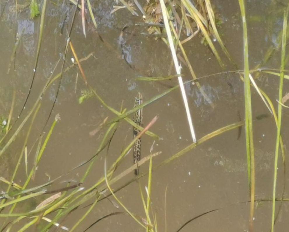 虾塘出现红黑水,虾塘出现黑鱼怎么处理