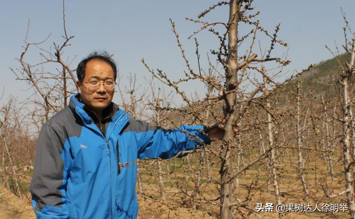 想要果树长好怎么管理,修剪时如何区分桃树的果芽和叶芽