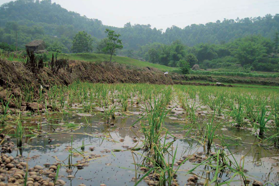 田螺壳长青苔视频,田螺壳上长青苔有什么影响