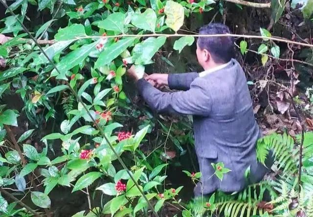 瑞金市珍稀名贵中草药保护协会成立