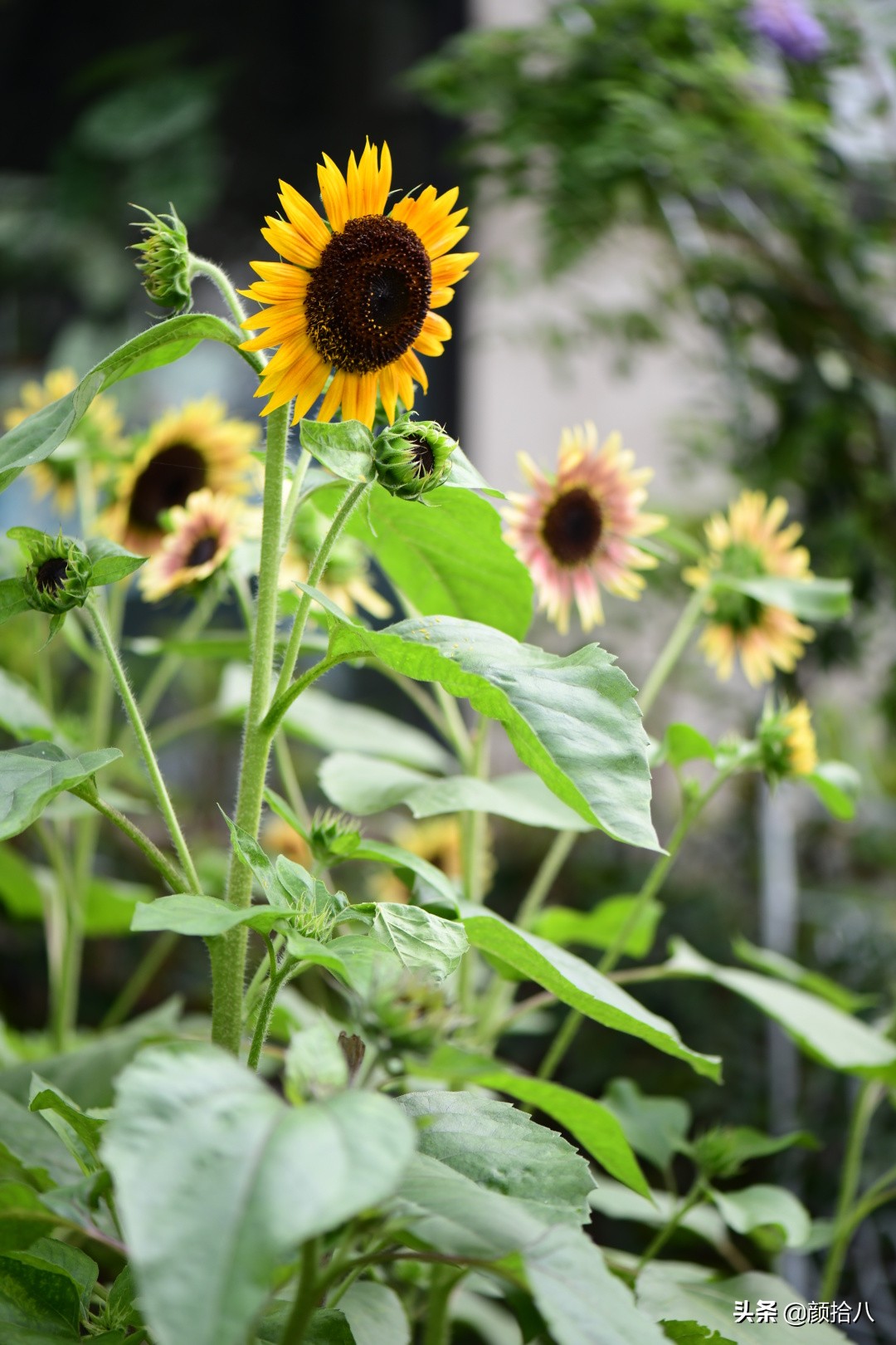 这个夏天我在花园里种向日葵|园丁