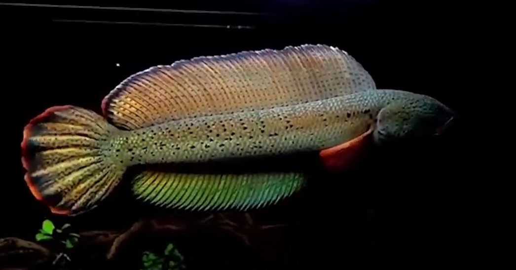 买观赏鱼的地方,逛水族市场买观赏鱼