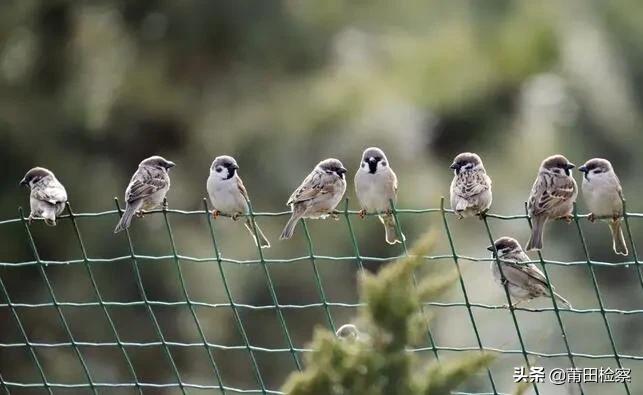 以案释法|诱捕麻雀法不容，抓！