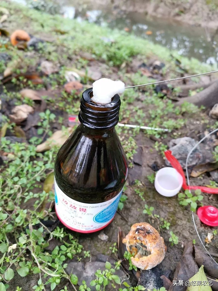 柑橘天牛危害案例,氯氰敌百虫治柑橘树干上天牛