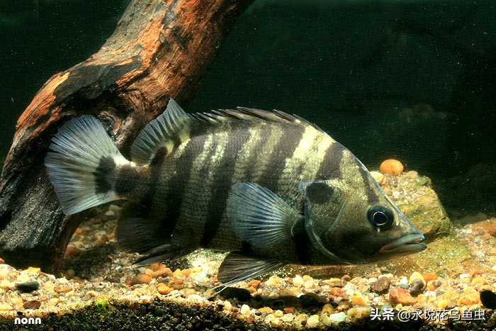 稀有虎鱼孟加拉银虎鱼，虎鱼的种类，科普孟加拉银虎