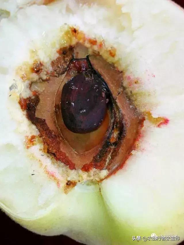 水蜜桃桃核开裂是什么原因,水蜜桃桃核开裂为哪般