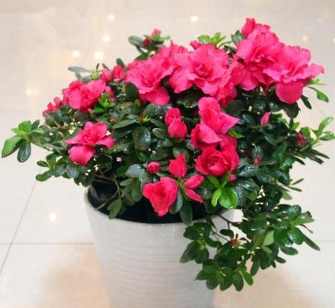 养杜鹃花自己怎么样育苗,养杜鹃花小窍门视频讲解