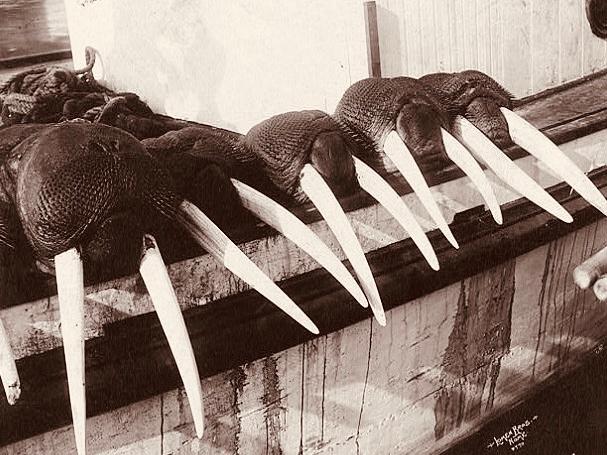 爱斯基摩人是一夫一妻制吗,爱斯基摩人的原始生活方式