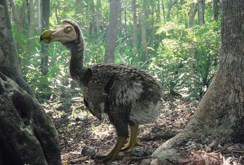 让人惊叹的动物有哪些,令人惊艳的17种动物绝对罕见