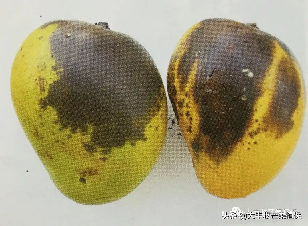 芒果在成熟期为什么会裂果掉果,芒果挂果期发生的病虫害