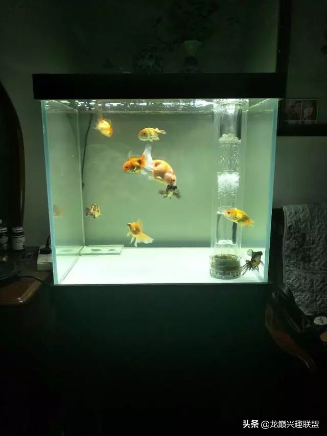 垃圾桶旁边的四方鱼缸，捡回去养了一缸金鱼，别说还挺不错