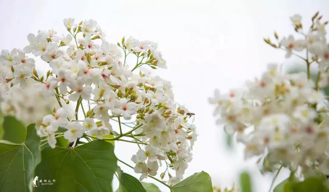 再过2天!仁寿森林音乐节来了,桐子花开满山头,粉白若雪!