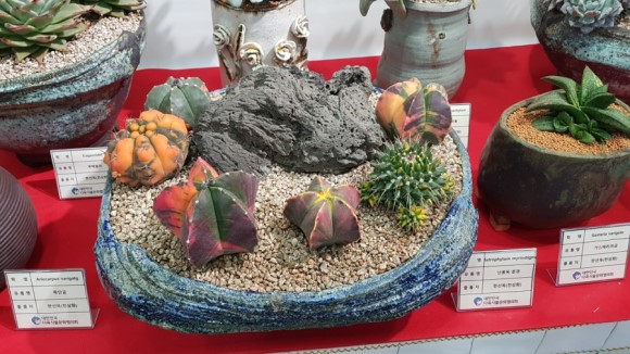 多肉欣赏韩国多肉,多肉欣赏秀妍