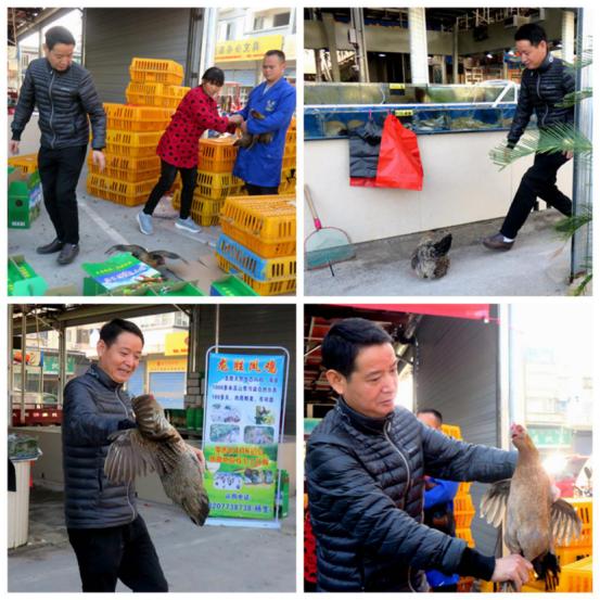 龙胜凤鸡竟“飞”入海鲜市场,“高规格”背后大有文章