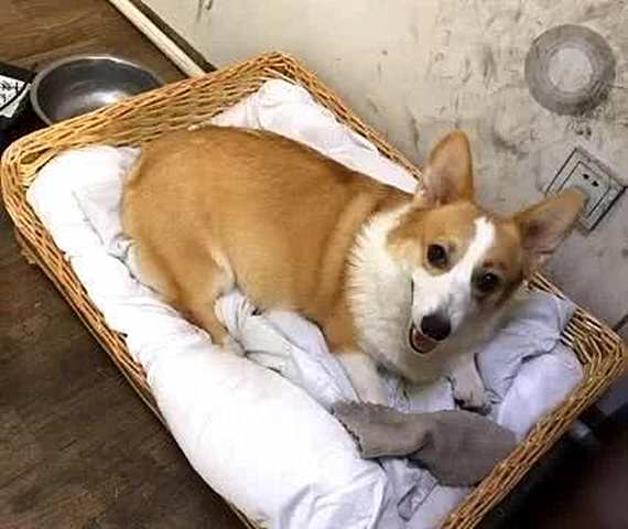 柯基被铲屎官毒手,柯基被自家狗发现了