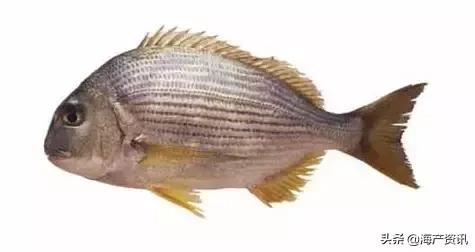 海洋科普世界上都有什么鱼,十种受欢迎的海鲜鱼类