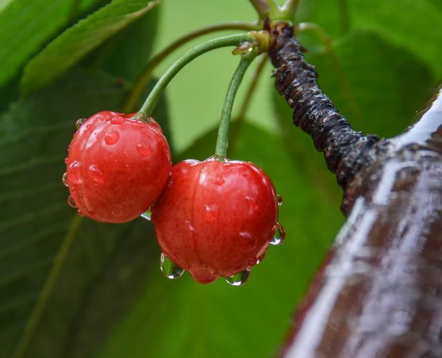 开封博爱网络樱桃节,博爱樱桃节是什么时候