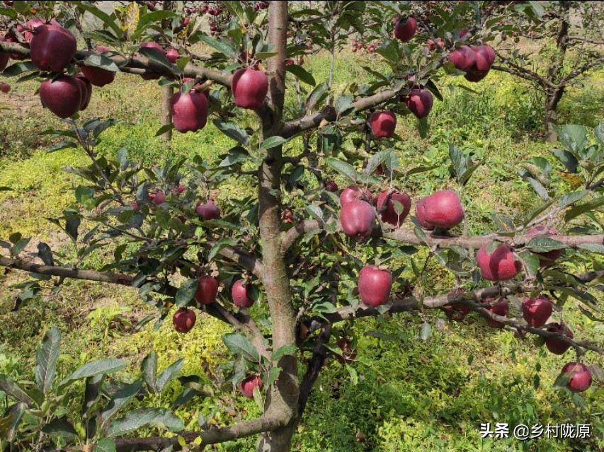 为什么果树都要矮化修剪,矮化砧苹果树为什么树不旺