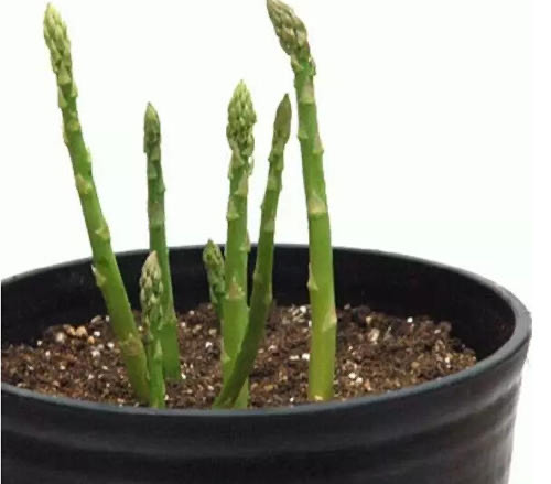 阳台种什么菜好养又简单,在阳台种菜最好种什么