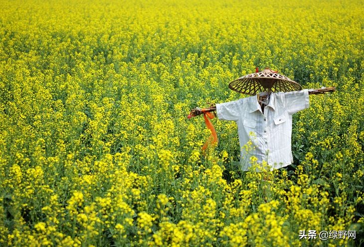 赏花好时节,赏花感言一句话