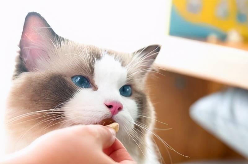 养猫小知识：必备物品清单