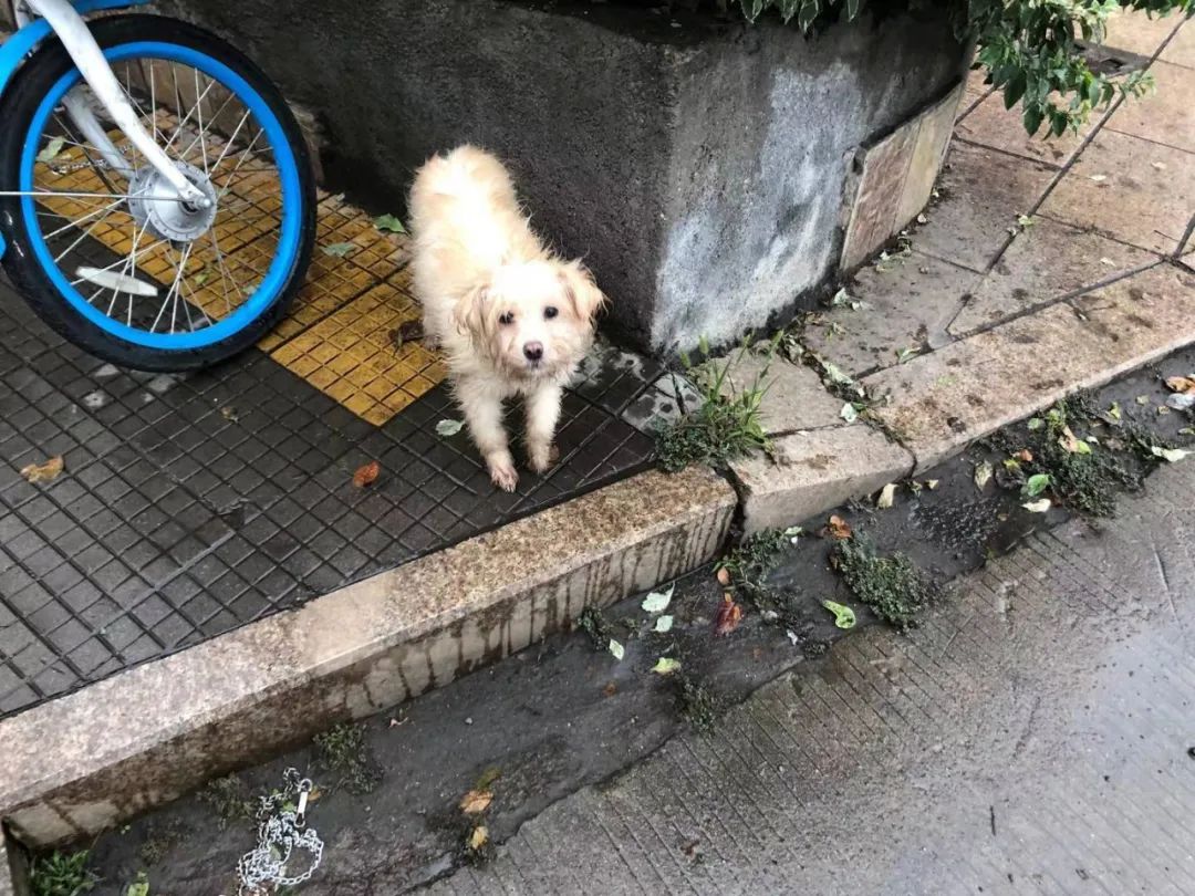 三明铲屎官,铲屎官注意有些养狗行为将被处罚