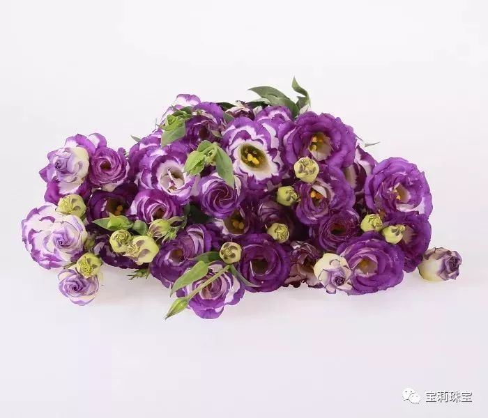 淡紫色洋桔梗怎么养,绿植洋桔梗的养护