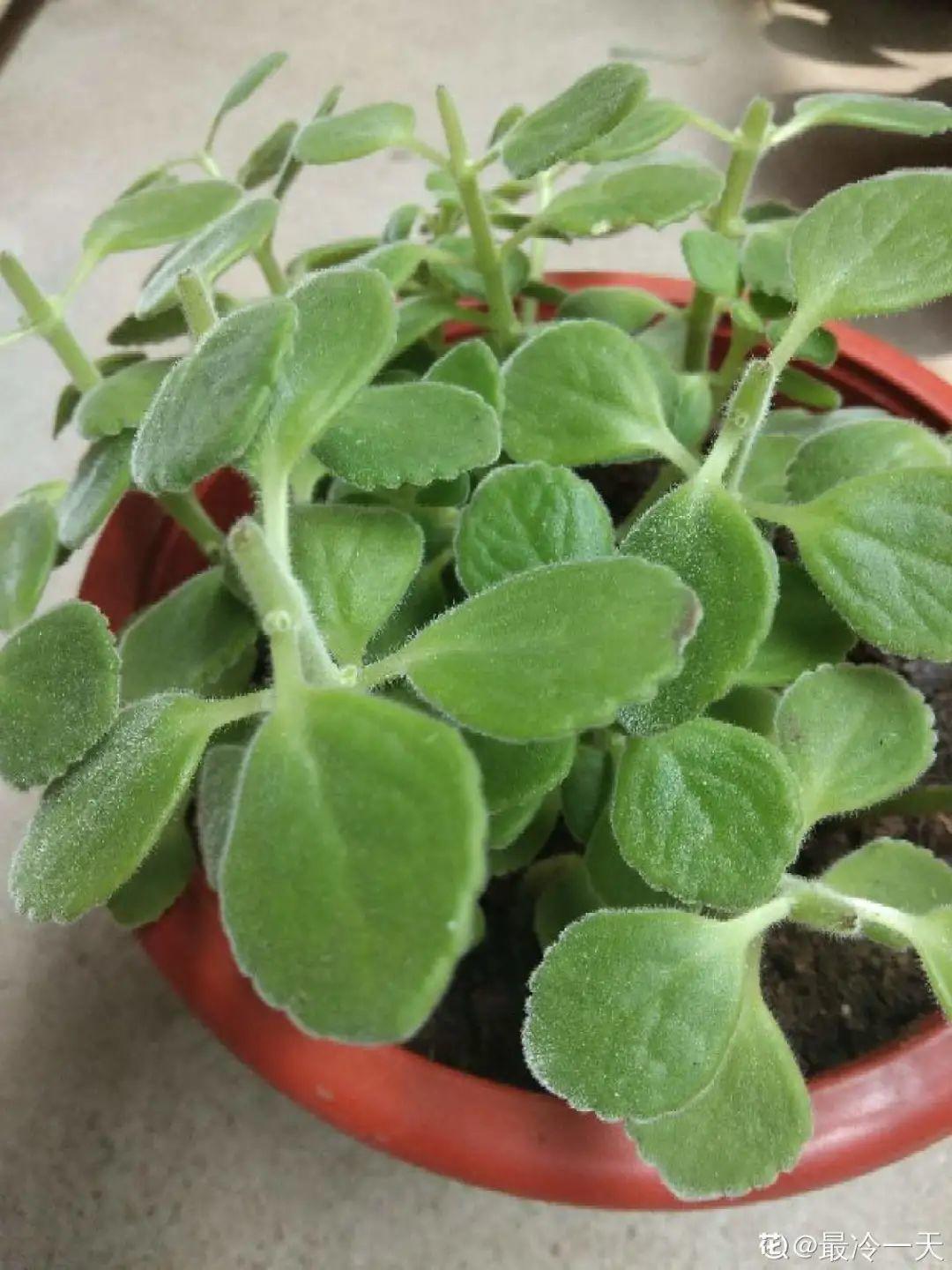 耐养的香水花,种室内香水花