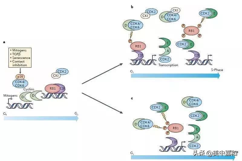关注乳腺癌的靶向治疗，你又知道多少？