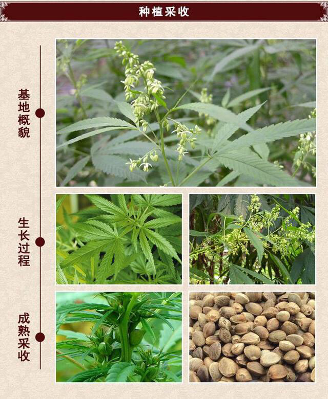 火麻仁种植违法吗,中药材火麻仁果实图片