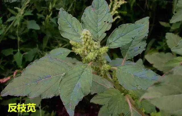 地里的野菜不认识拍照片怎么查,农田常见100种杂草图谱名称