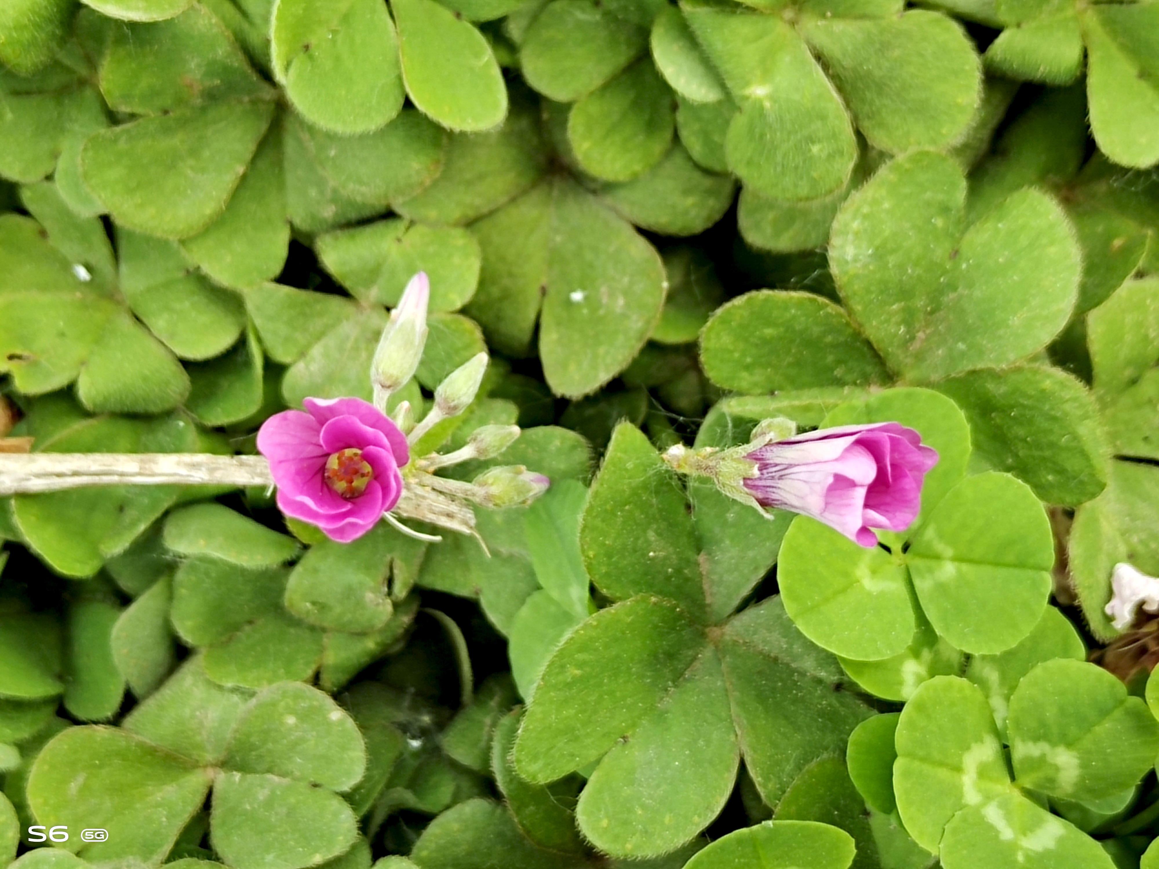 消费者视角分析,vivos6值得入手吗