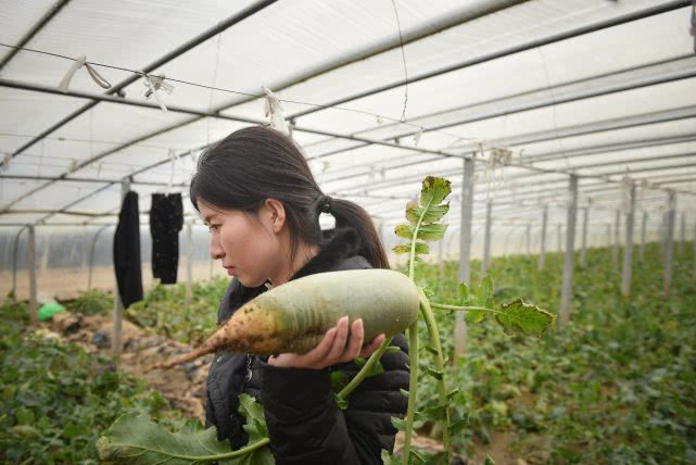 天津美女卖萝卜月入15万,90后豆腐西施月入过万
