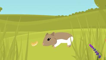 仓鼠的嘴巴到底有多大啊,仓鼠的嘴巴和舌头是怎么样的