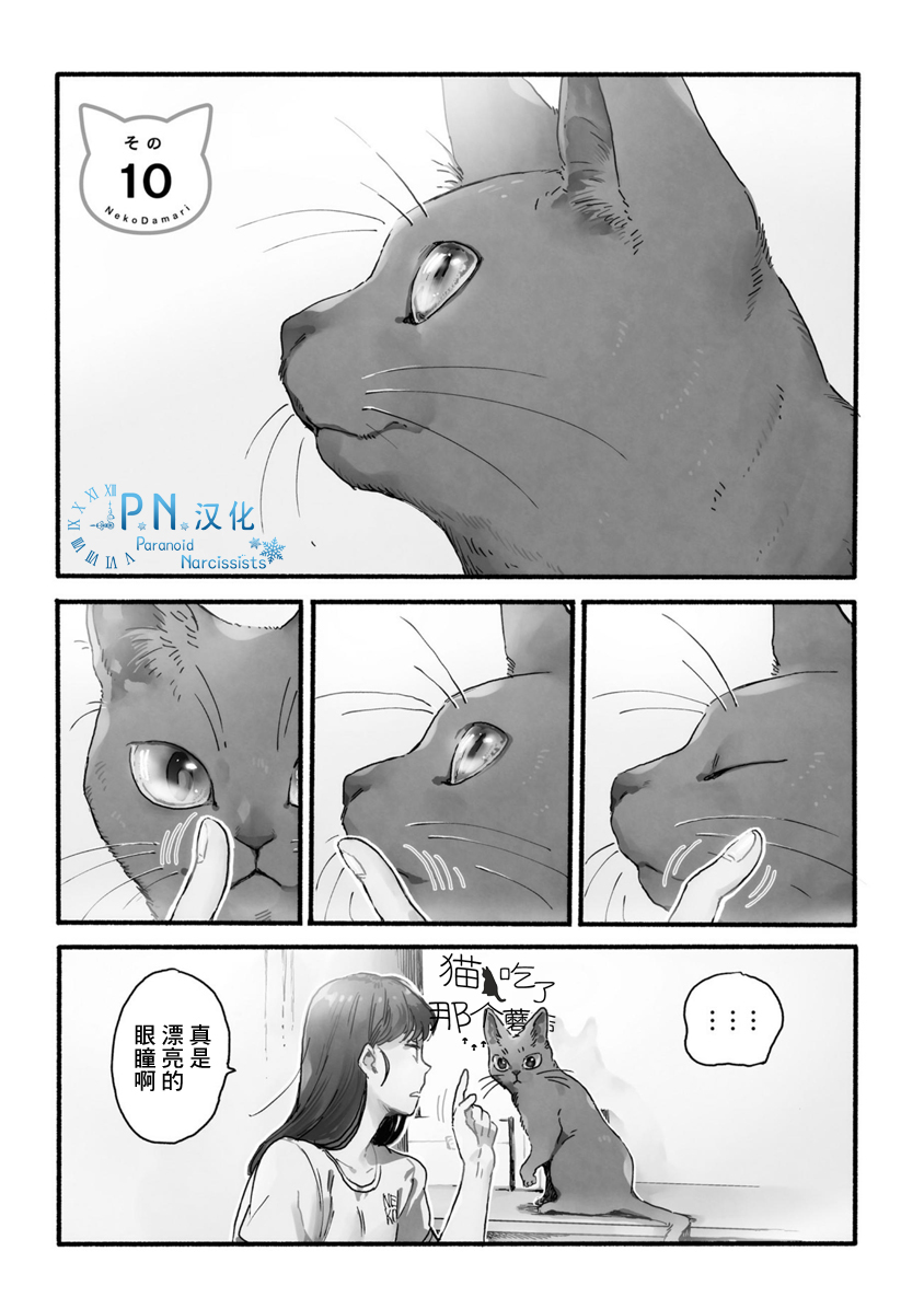 清新治愈！和3只猫一起生活的日子！又要骗我养猫！