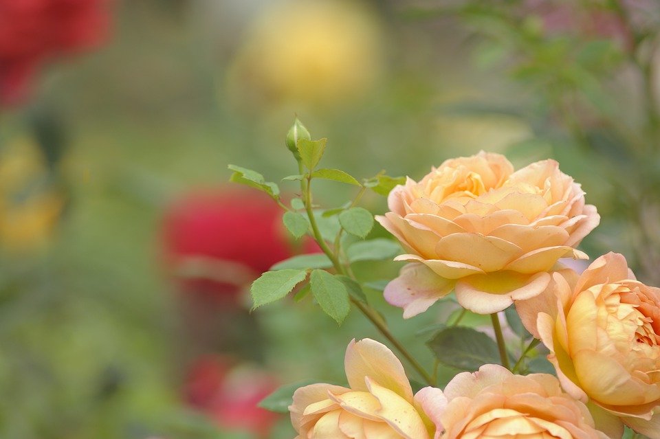 樱花植物有哪些品种,植物世界系列