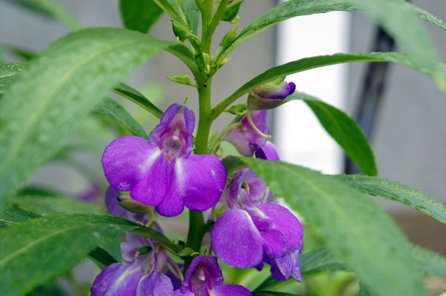 凤仙花怎么养才能长得好,重瓣凤仙花每天需要多少光照