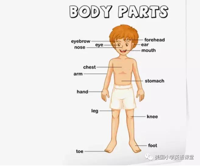 怎么教身体部位的单词,如何纠正孩子的身体姿势
