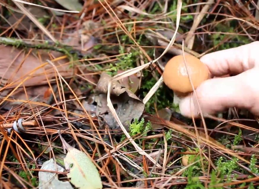 雨后特别多，云南叫它“滑肚子”，爆炒是美味，你认识吗？