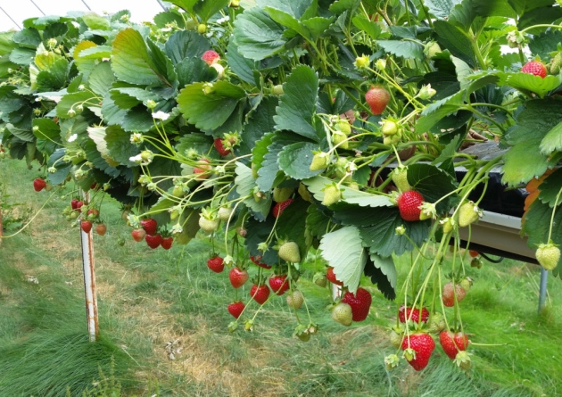 英国遭遇果蔬短缺,英国果蔬市场